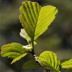 Herzblattbaum