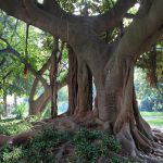 Im Botanischen Garten Lissabon