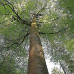 Meine besonderen Orte im Wald : Die Mutter des Waldes