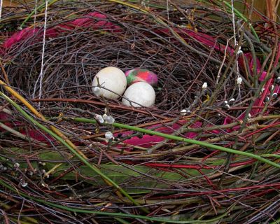 nest